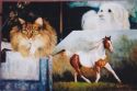 Painting the Cat, Dog and Horse